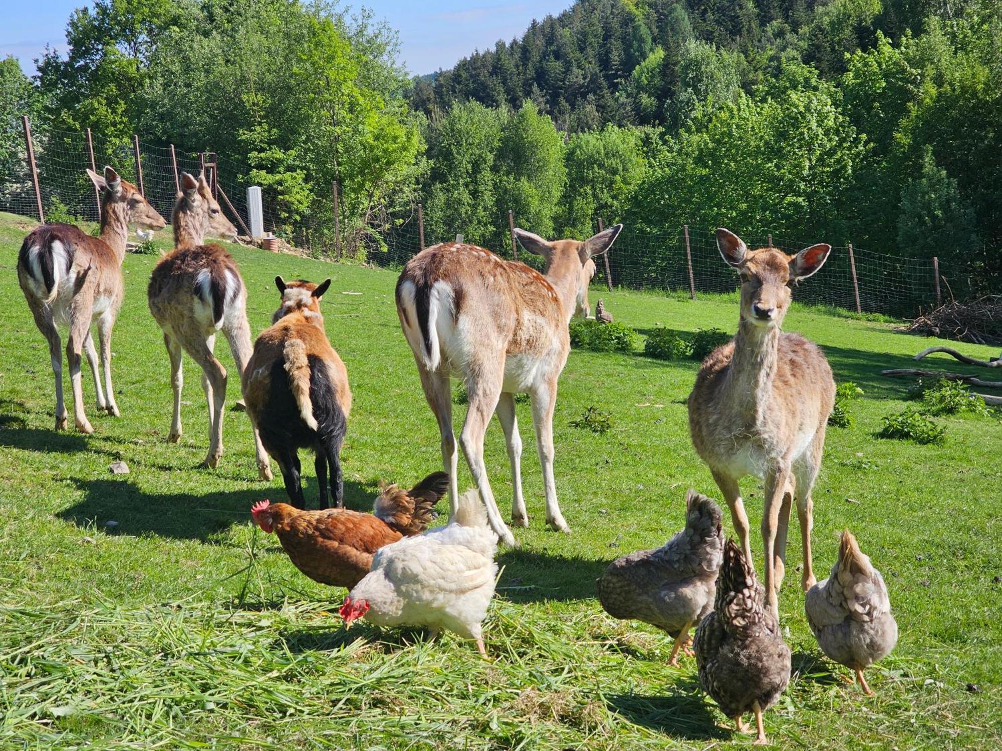 Osada Mala Kozowka Villa Myślenice Exteriör bild